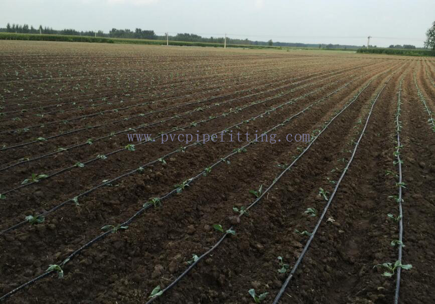 Drip-irrigation-pipe-farmland